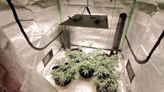 Mephisto Man Bear Alien Pig Spider Farmer 4000