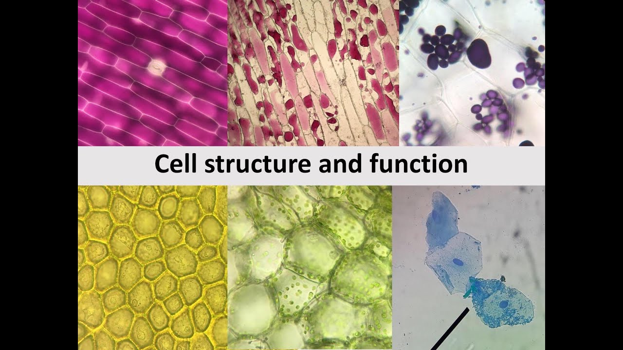 Lab Cell Structure and Function โดยคุณครูเอมอร พูลสวัสดิ์ - YouTube