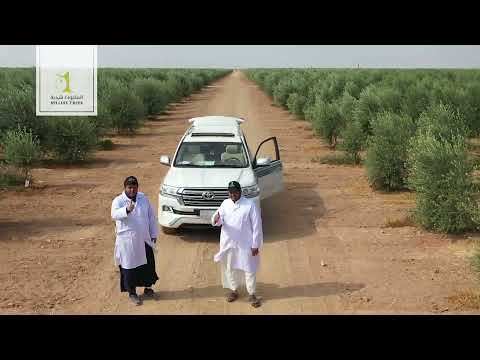 المليون شجرة قصة بدأت من جوف الوطن