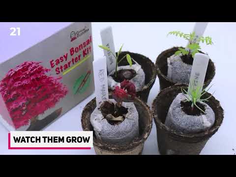 Video: Pěstování bonsají ze semen doma