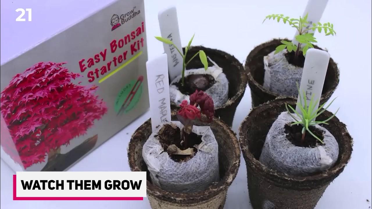 How To Grow Bonsai Tree From Seeds 2020 YouTube