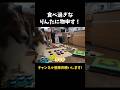食べ過ぎなりんたに物申す【会話ボタンでしゃべる犬】 #shorts #犬