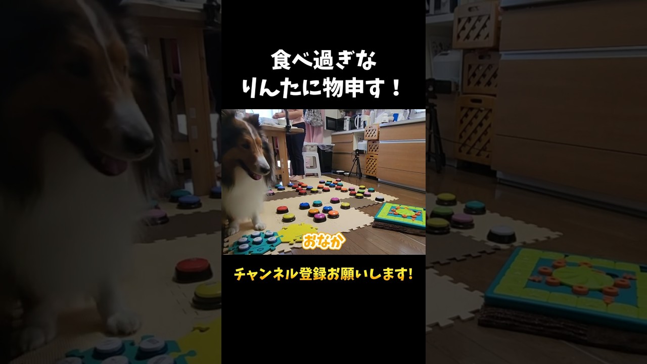 食べ過ぎなりんたに物申す【会話ボタンでしゃべる犬】 #shorts #犬