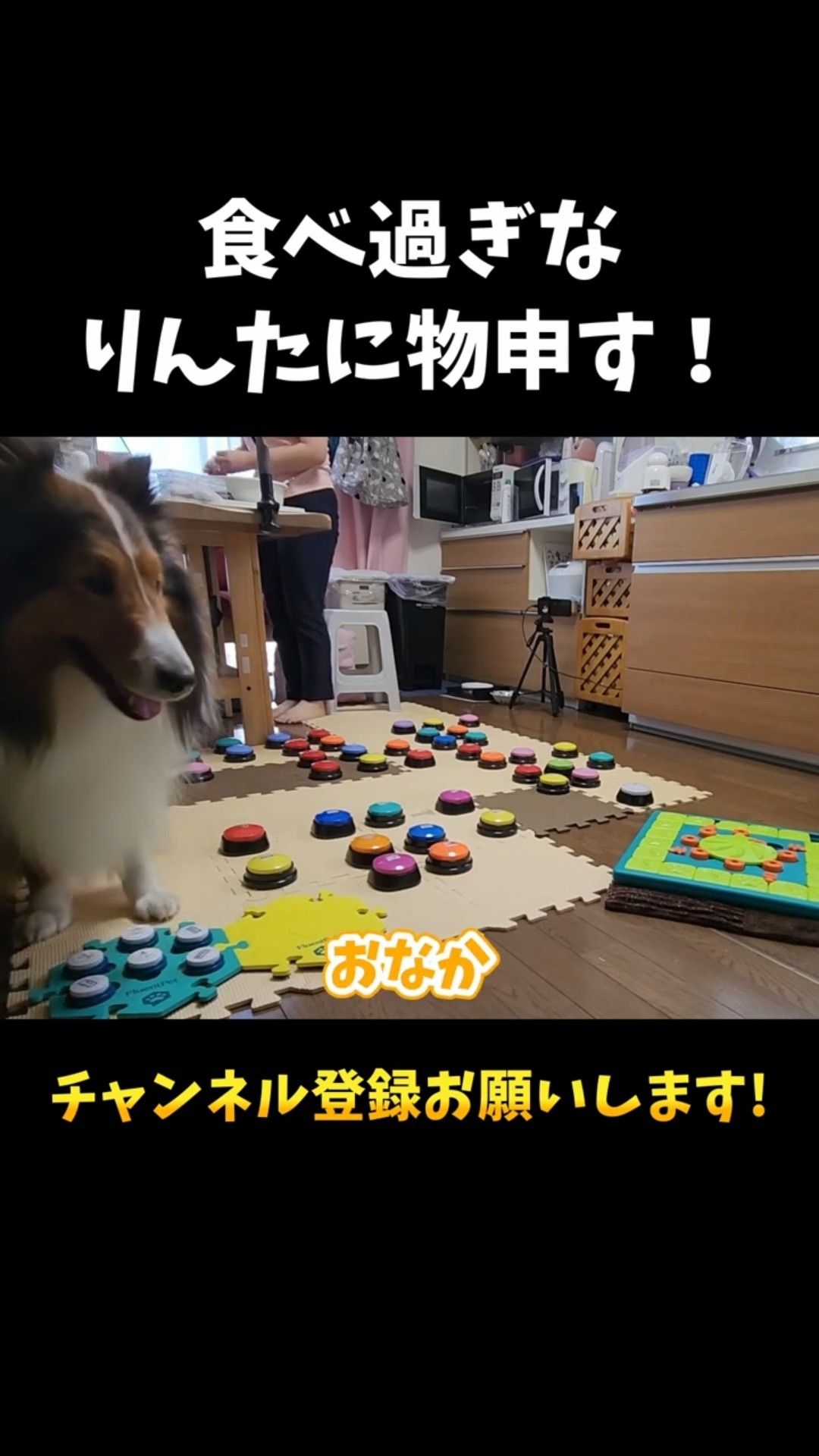 りんた Talking Dog Rinta - YouTube