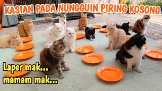 KUCING MIU KASIAN PADA NUNGGUIN PIRING KOSONG