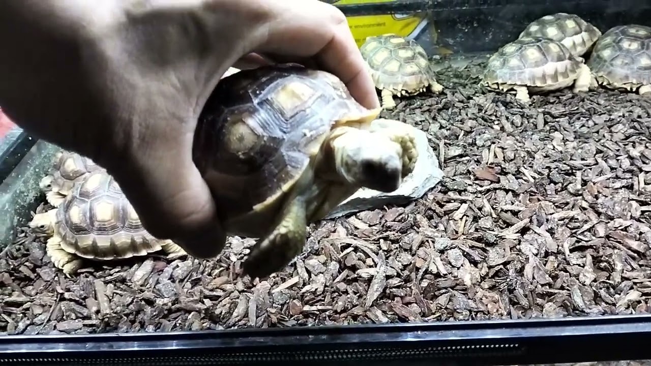 Sulcata Tortoise at Cartimar Pasay City (Malalaki na sila for only 15K)