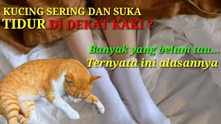 Alasan Kucing Suka Tidur Didekat Kaki Kamu