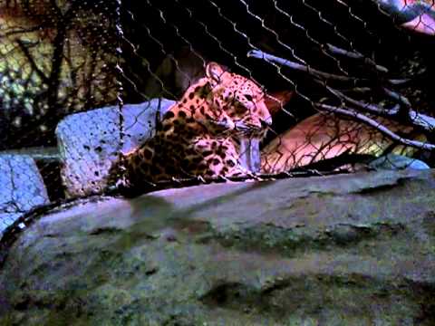 Amur Leopard NY Zoo Part 4