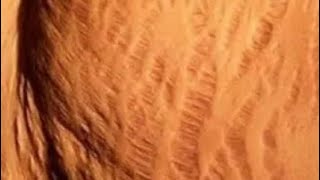 Dildilaaca Jirka Waxa Baabiyo Kafaaideeso Wacan