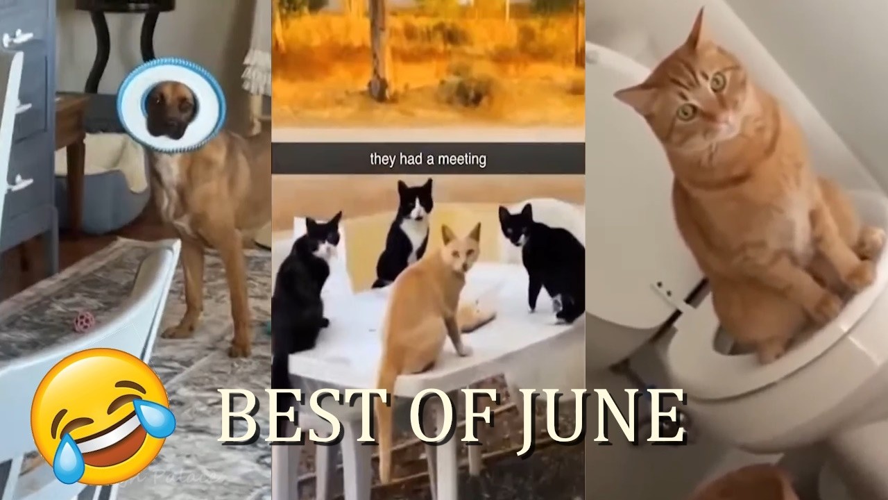 When your Pet is FUNNIER than YOU 😂 Funny Cats and Dogs Videos 2024 😺🐶
