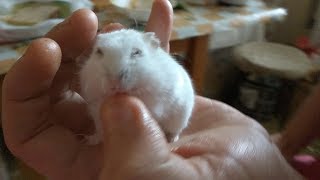 Как приручить хомяка к рукам? Что любят хомяки? Лакомство - Лайфхак, чтобы хомяк не кусался Как приручить хомяка к рукам? Что любят хомяки? Лакомство - Лайфхак, чтобы хомяк не кусался