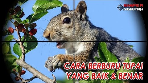 CARA BERBURU TUPAI YANG BAIK