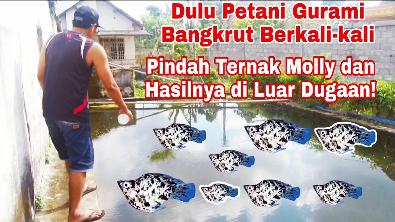 BUDIDAYA IKAN HIAS MOLLY, AWALNYA ISENG JADI PENGHASILAN PULUHAN JUTA/BULAN