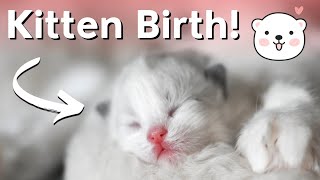 Ragdoll Cat Gives Birth to Ragdoll Kittens  So Cute