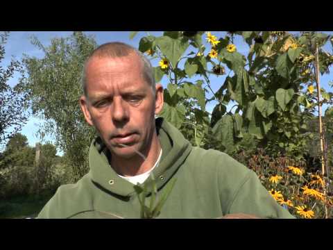 Video: Westliche Rudbeckie