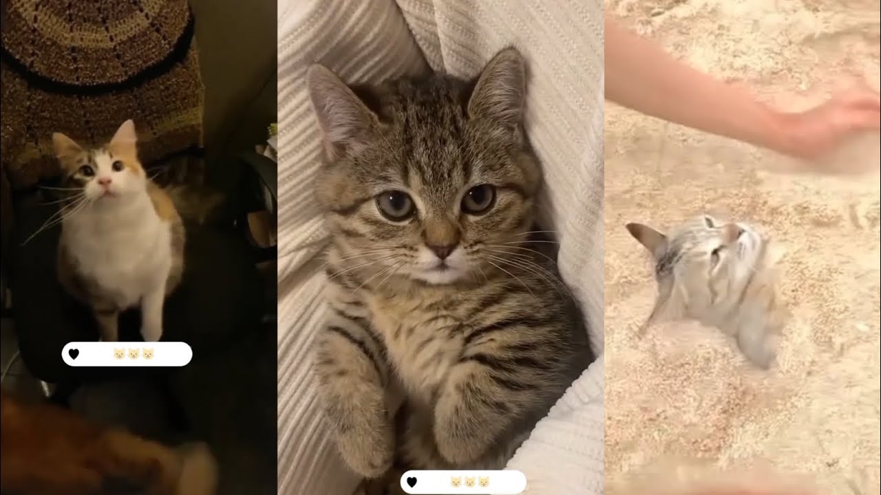 Do you like cats with funny, angry or meme faces?