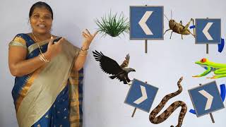 Forest Our Life Linecl 7Thin Kannnadascience