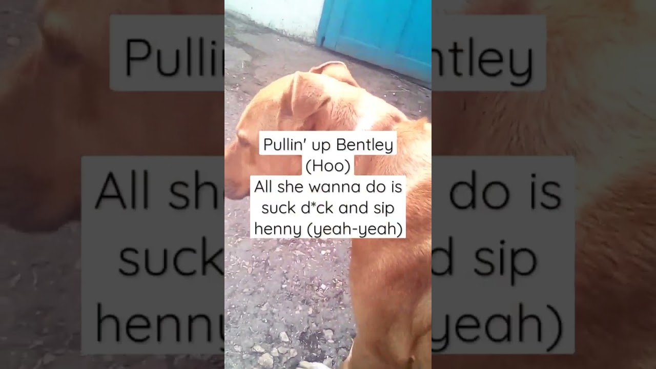 Dog dances to Lil Pump - Fendi on Fendi/Умка танцует под Лил Памп - Fendi on Fendi