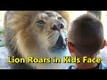 Lion Roars in Kids Face | Lincoln Park Zoo Chicago