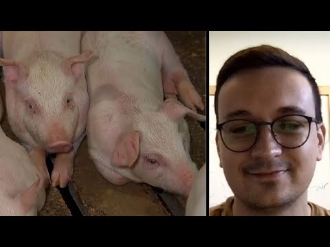 Scientists able to restore oxygen, cell function in organs of dead pigs