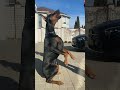 bugs bunny🐰INFINITY FORTUNA RUFUS #dogsworld_roy #subscribe #shorts #dog #video #doberman