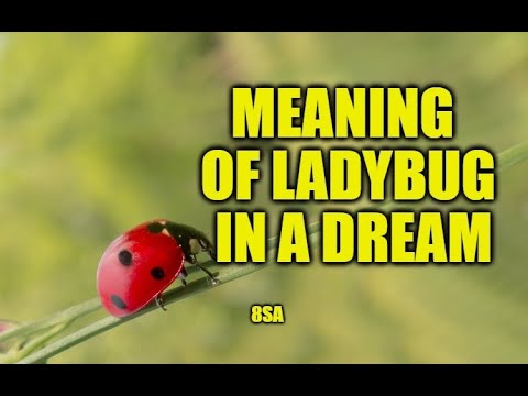 Video: Why does a ladybug dream in a dream