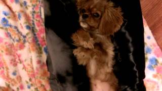 Yuzu Cavalier King Charles Spaniel Puppet