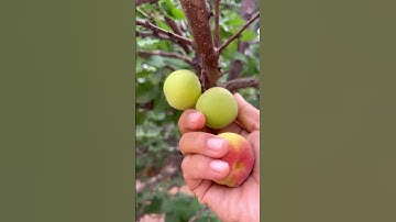Picking fruits #pickingfruit #apricots #finding #fruitpicker #peaceful #simplelife #simplelifestyle