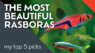 5 Best Rasboras: Which One Is Right for You?