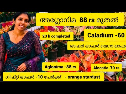അഗ്ലോനിമ വാങ്ങാം 88 rs മുതൽ 9947117792  what's app      # aglonima #plants # Indoor plants 