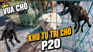 P20 Dog Autonomous Zone: Brother Asks for Help Taming Two Aggressive Dogs! | Dog King