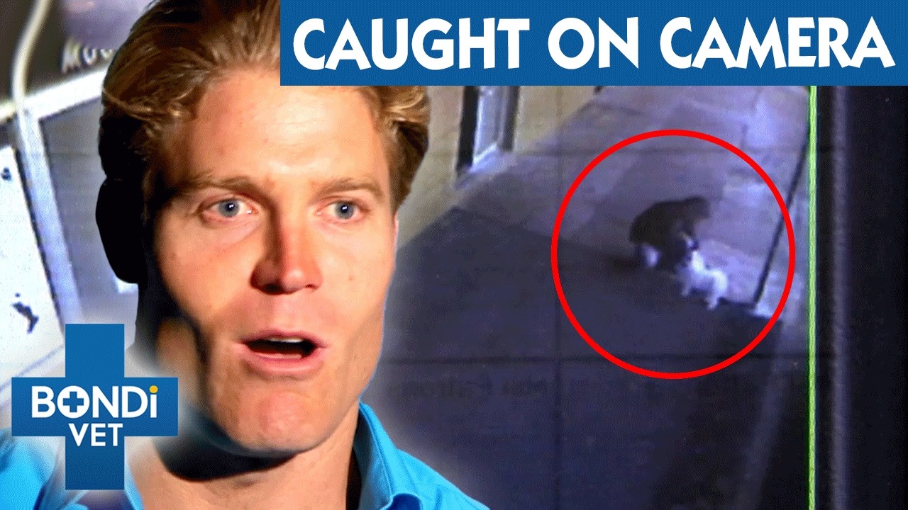 Helpless Puppy Left Fighting for Life After Hit and Run | Bondi Vet To ...