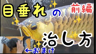 アロワナ目垂れ対策#part1 目垂れの治し方!アヒルはアロワナを救う