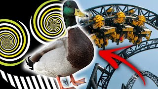 Disturbing Duck Attack at Alton Towers