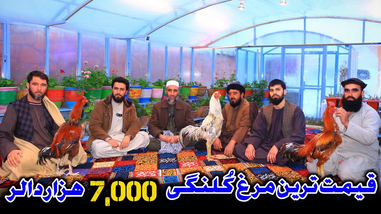 شوقی مشهور کُلنگی افغانستان | قیمت ترین مرغ پغمان 7,000 $ هزار دالر | رازهای شناخت و نگهداری کُلنگی 