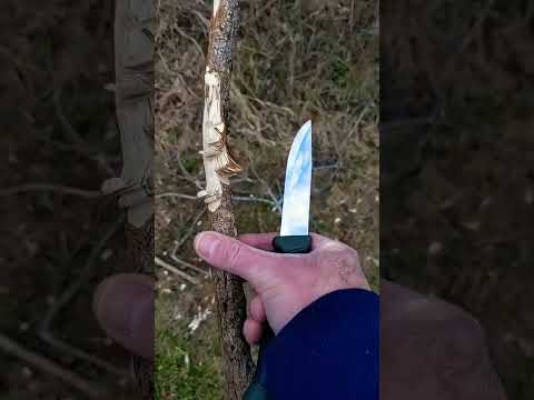 Mora Companion