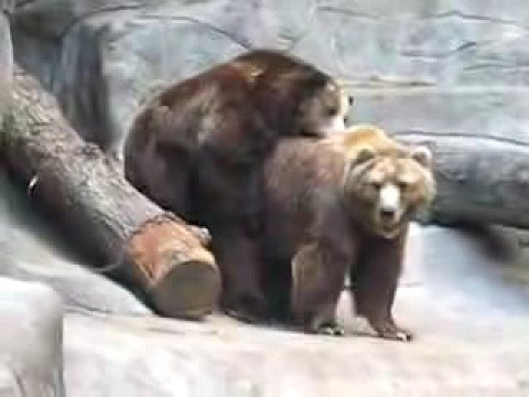 Apareamiento de Oso Pardo (www.3olivos.es) - YouTube