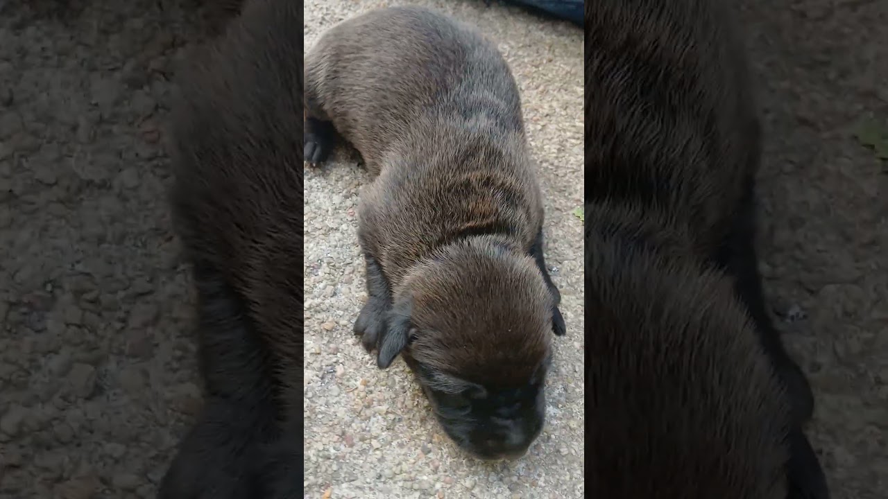 Puppy Fever Catch It *Cough Cough*