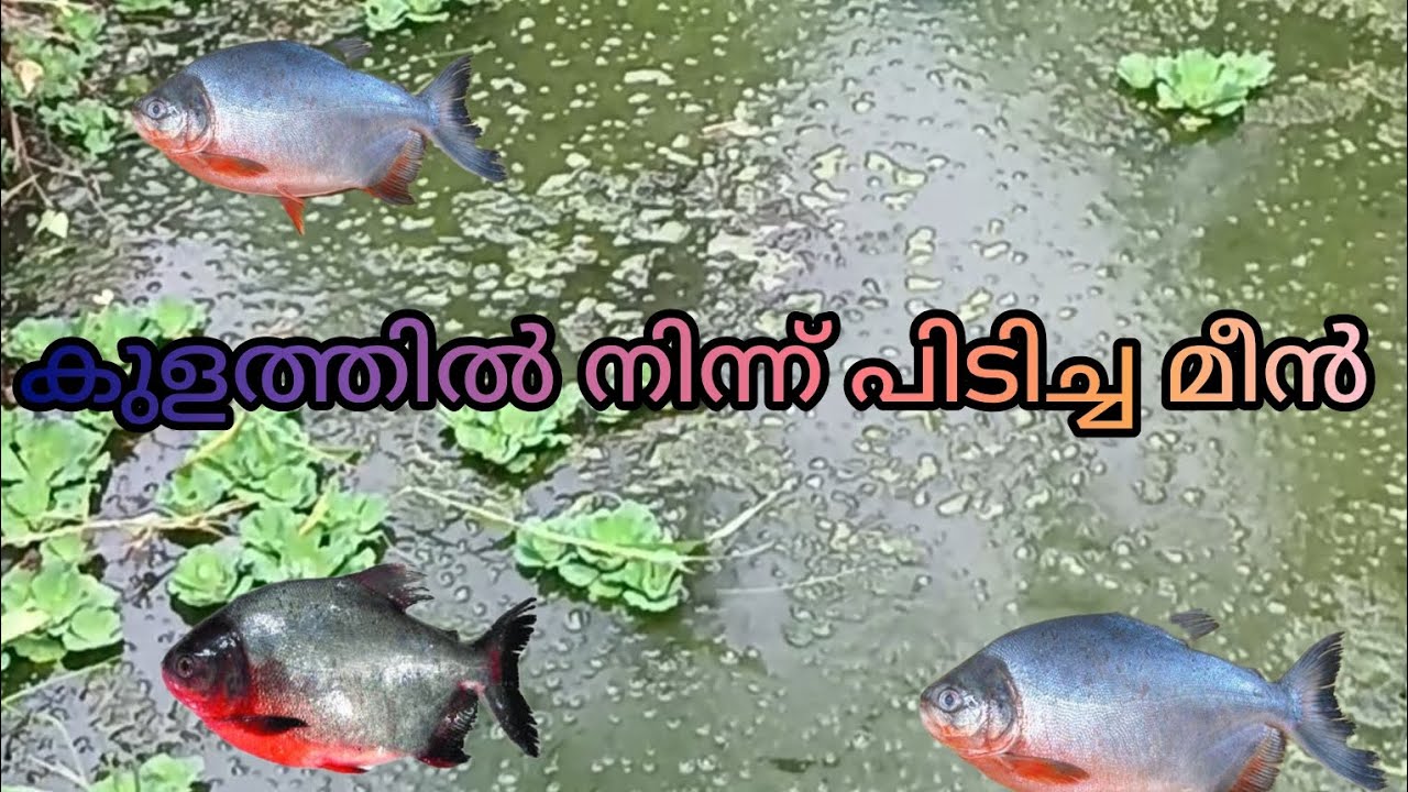 Shellavathi Fish കുളത്തിൽ നിന്ന് പിടിച്ച മീൻ red belly fish ചൂണ്ടയിട്ട് പിടിച്ചത് 🐟🐟🎣🎣🤩 ...