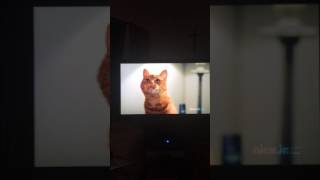 Flearoy The Cat , Clear Score