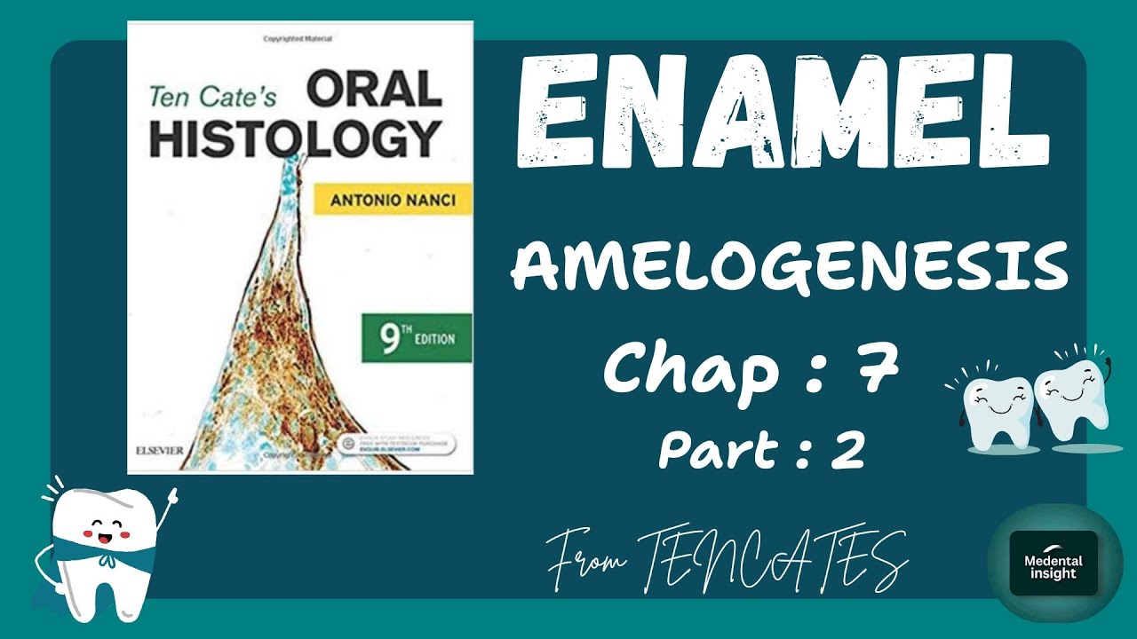 Enamel [Amelogenesis]  chapter: 7 part:2 from Tencates with notes. 