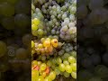 Ref:_2U3NUdBoSE Making the most unique riesling in germany
