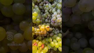 Making The Most Unique Riesling In Germany