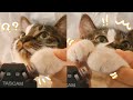 【癒やし】猫の手であなたの耳を触るASMR🐱🐾【音フェチ】