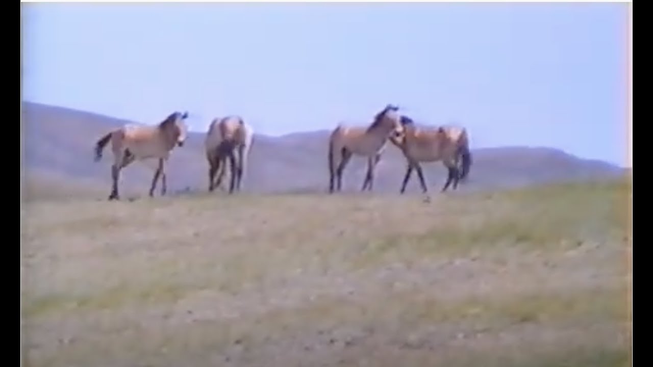 Тахь ирлээ | Return of Takhi wild horses to Mongolia