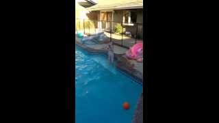 Avery Retrieving A Diving Rocket At 8 Feet