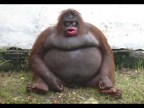 MONKE falls BUT it's ZEKE YEAGER