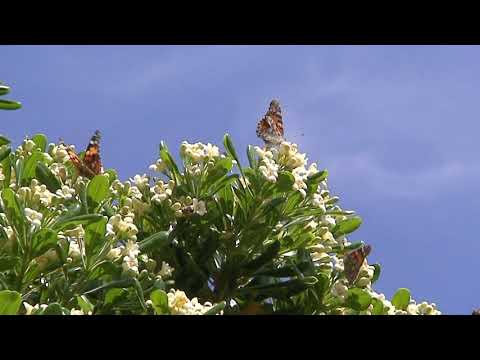 Video: Minuscolo Fiore Di Ribes Gall Moscerino