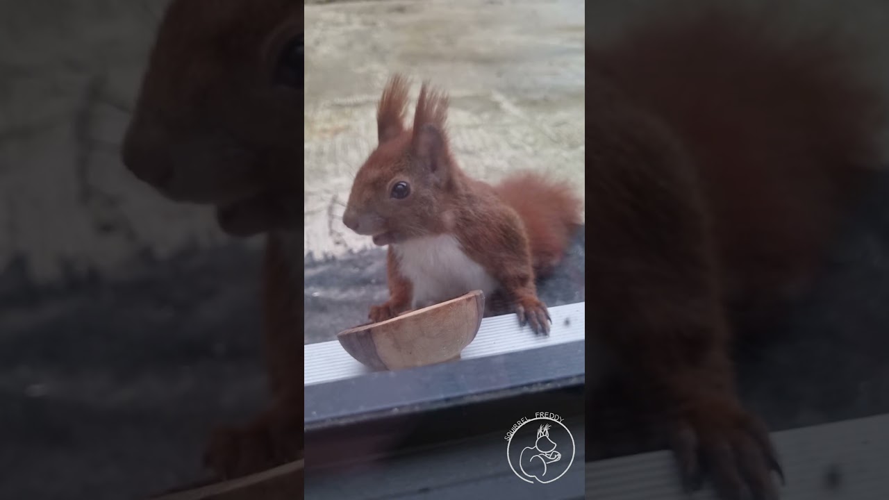 Squirrel Freddy Takes a Snack from the Bowl! 🐿️🍲 | Adorable Red Squirrel