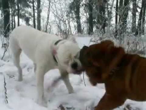 american bulldog x shar pei